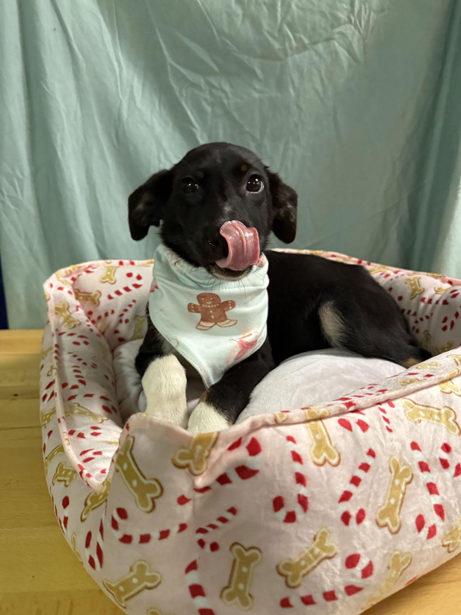 Lorelei Super Model In