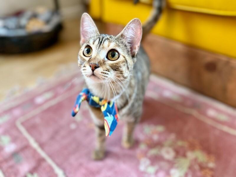 Charlotte Honey Sunshine Tabby