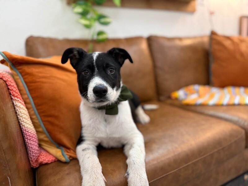 Jaxson Happygolucky Mcsnugglepants