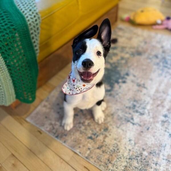 Gene Jumpin Bean Jellybean