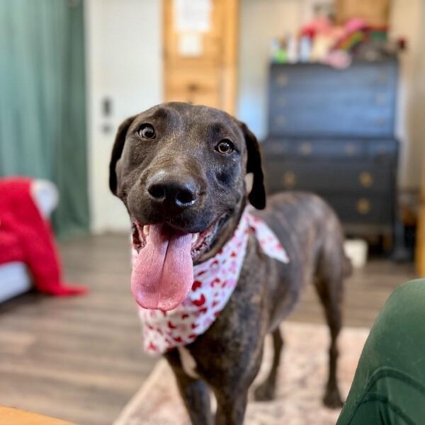 Odie Soft Hearted Gentle