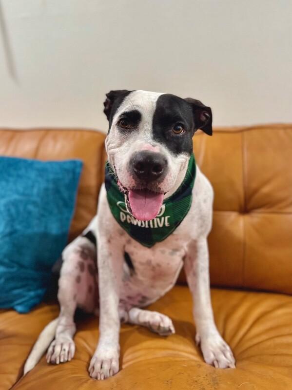 Panda The Perfect Doggy