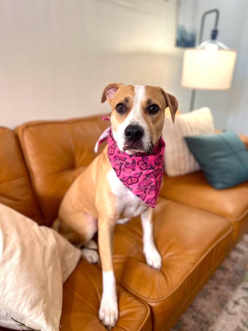 Sandy Avalon The Girl