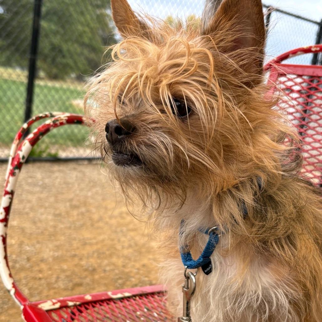 Macaroon Bonded W Luna