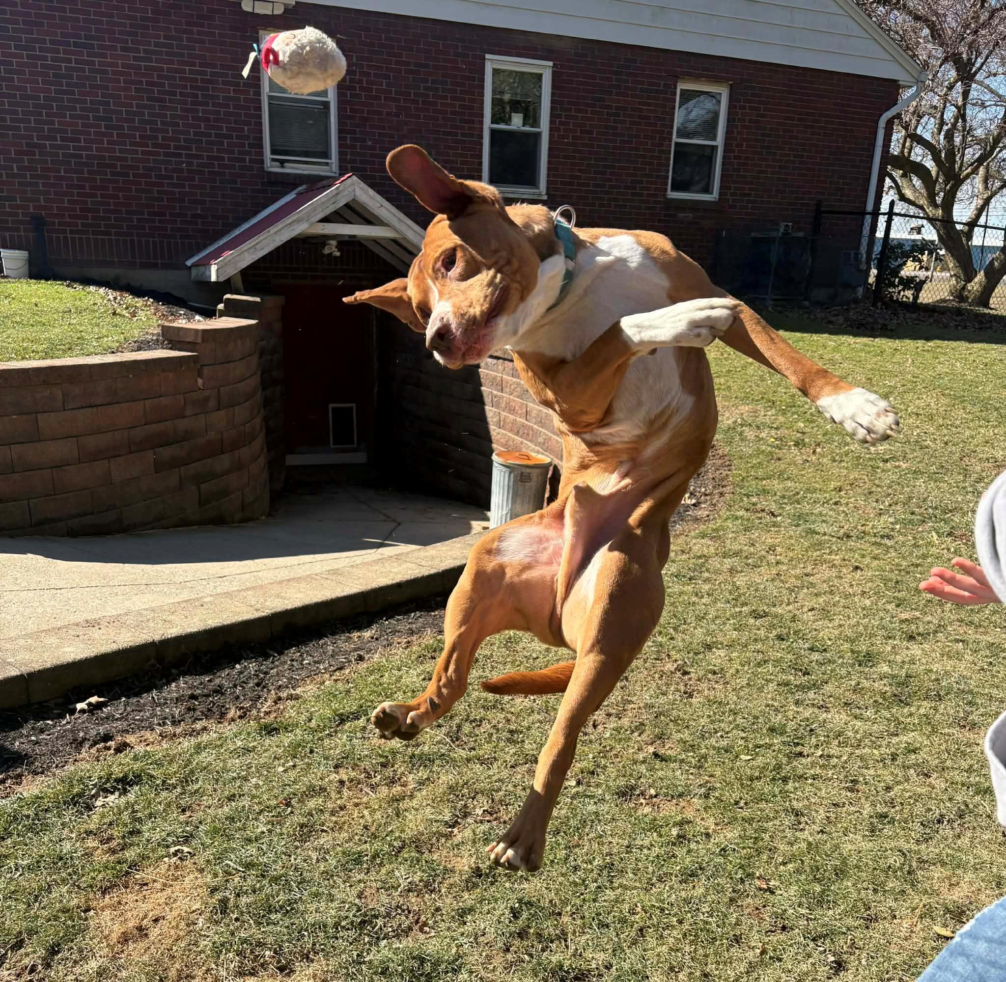 Mr Hawkbig Cuddlebug!!!