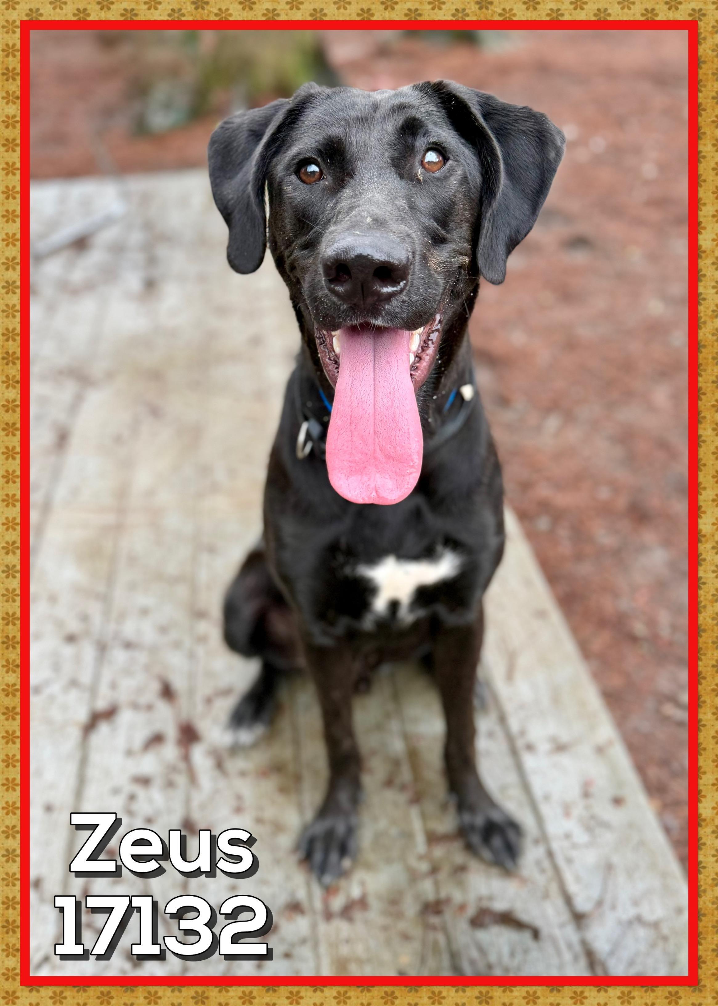 Zeus