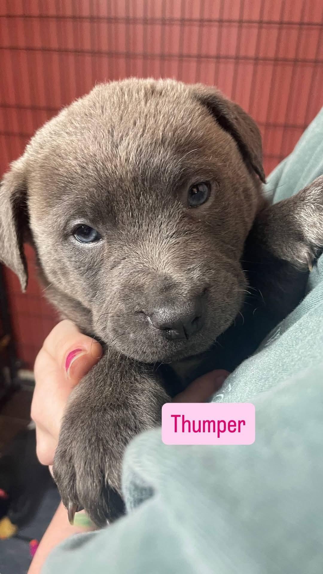 Thumper