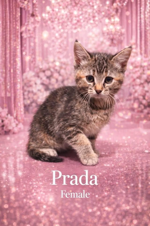 Prada