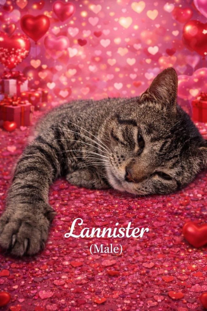 Lannister