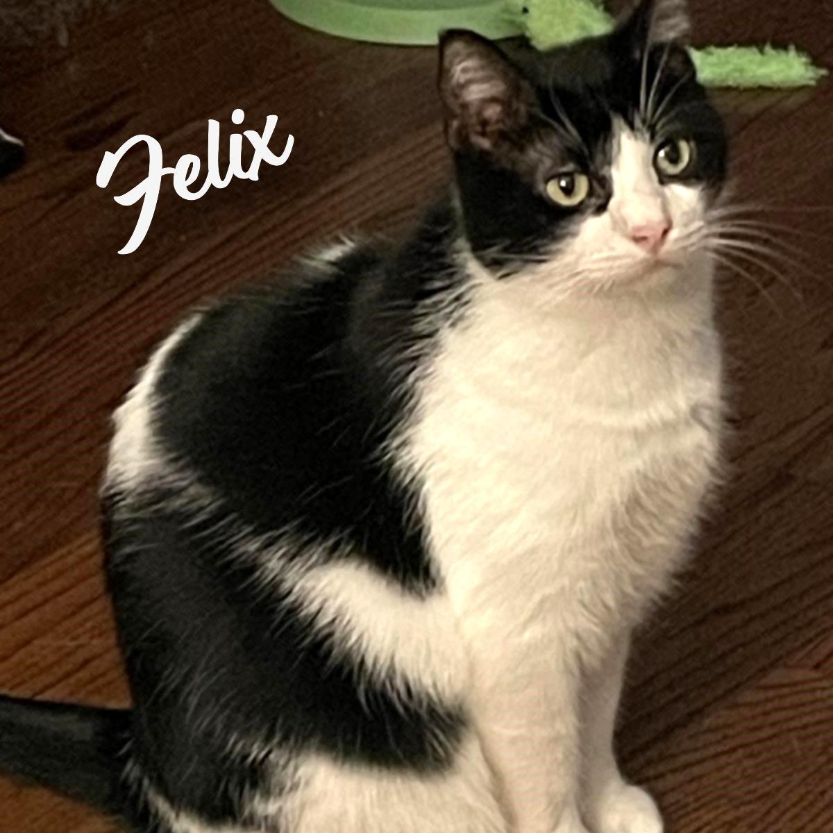 Felix Bondedtosqueakers