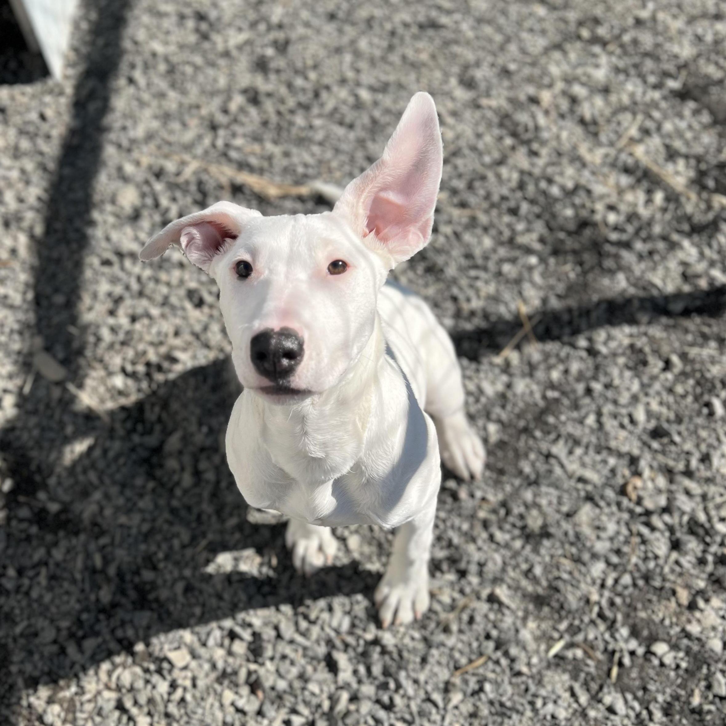 Velociraptor photo 1