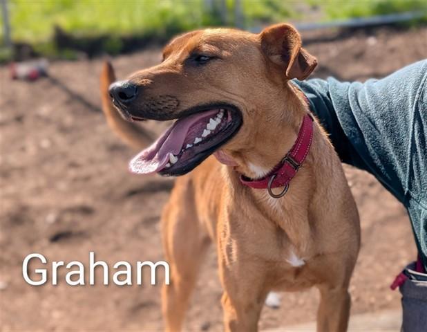 Graham
