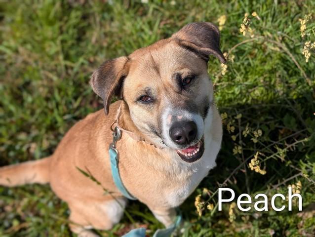 Peach