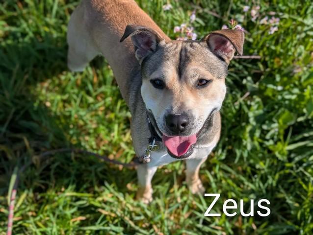 Zeus