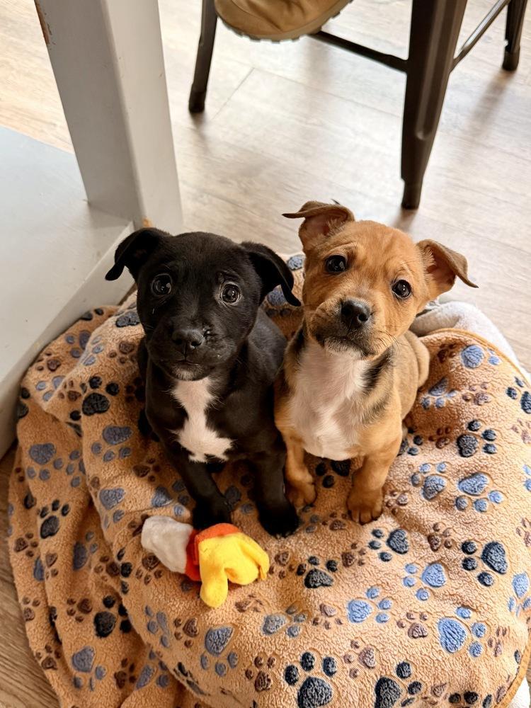 Pup Chocolate Crinkle