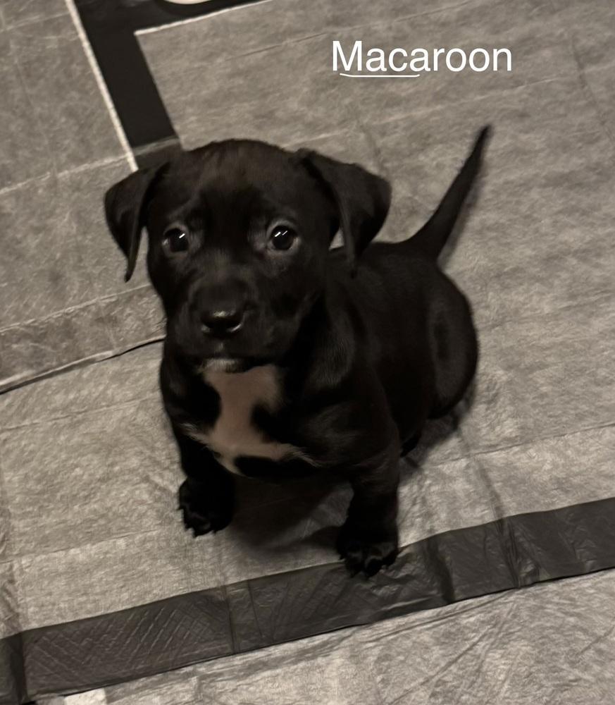 Pup Macaroon