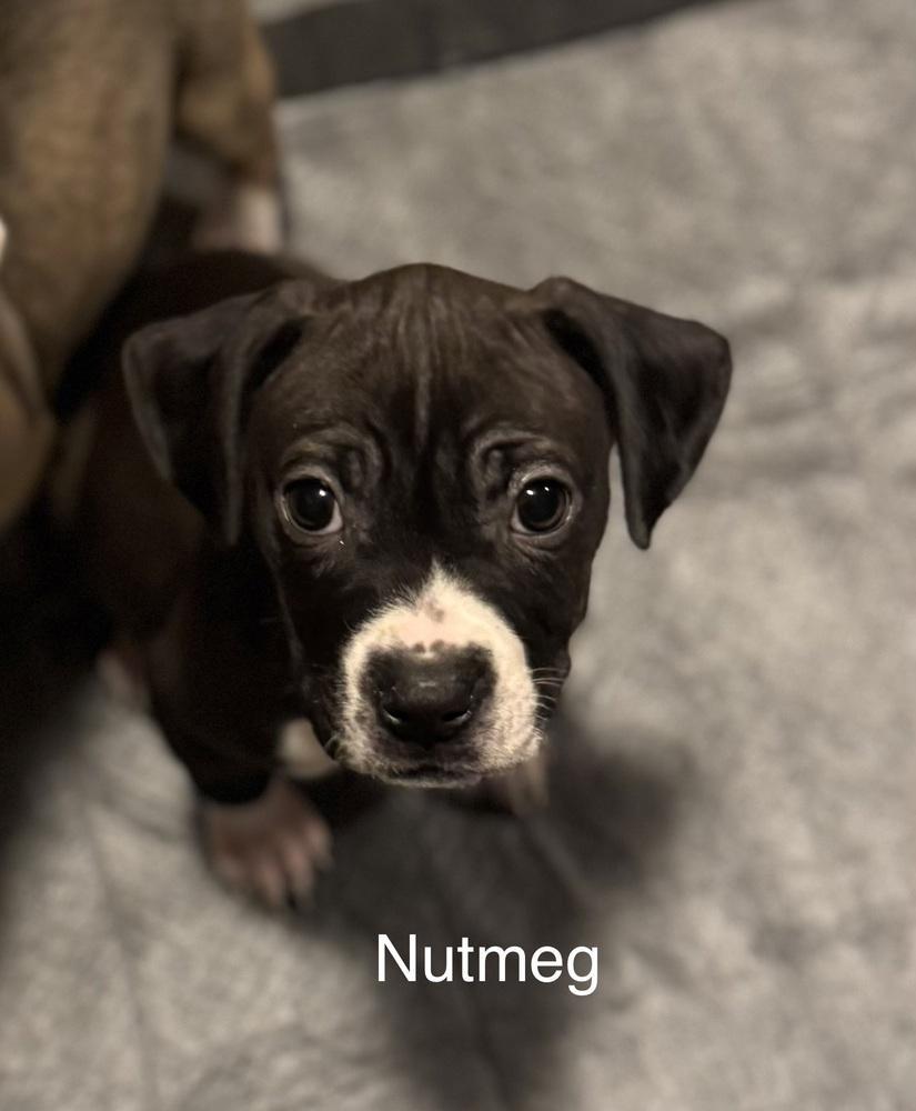 Pup Nutmeg