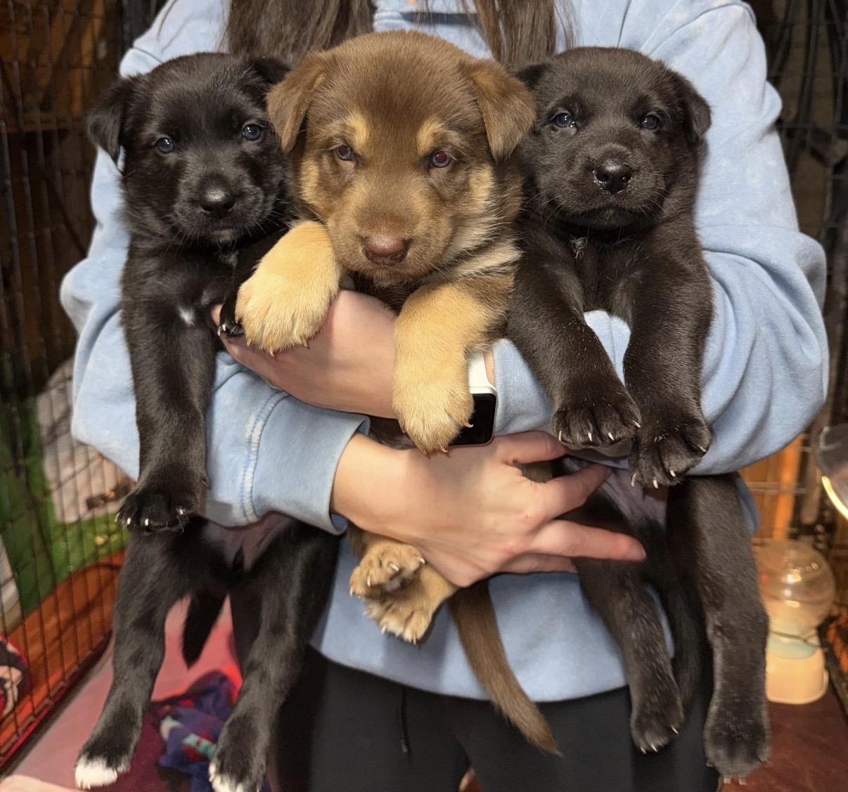 Tri Puppies