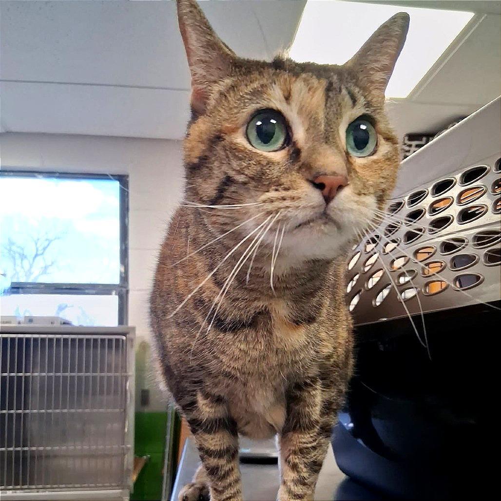 Princess Leia "sassy"