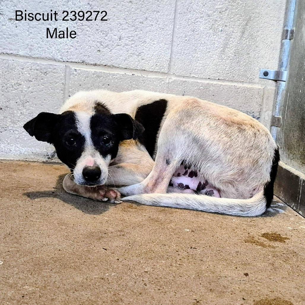 Biscuit