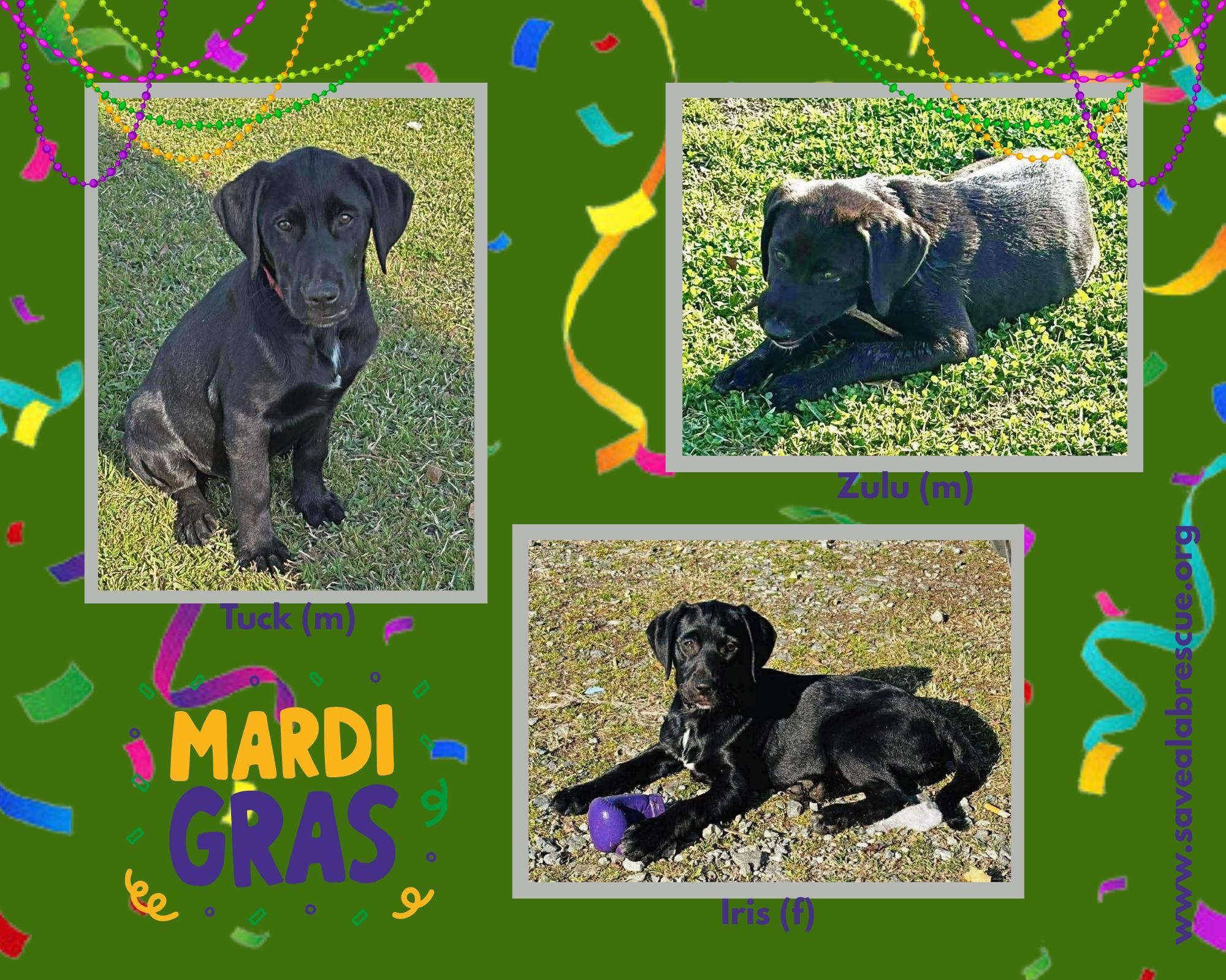 Mardi Gras Litter