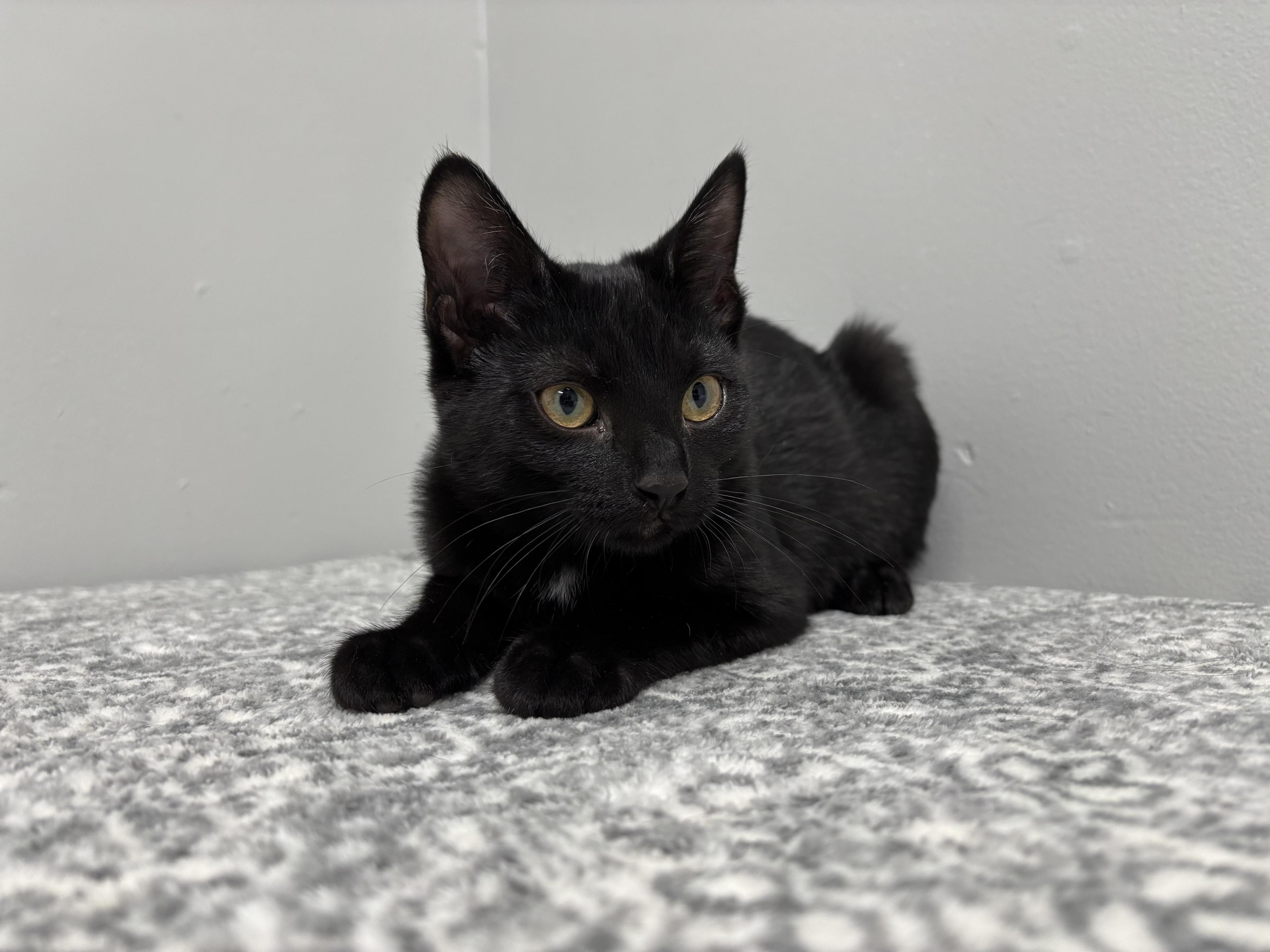 Fletcher Pet Supplies