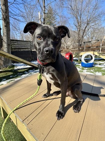 Éire Fka Strawberry