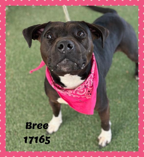 Bree See Also Mable