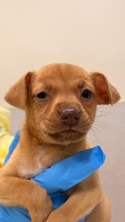 Sara Scramble photo 1