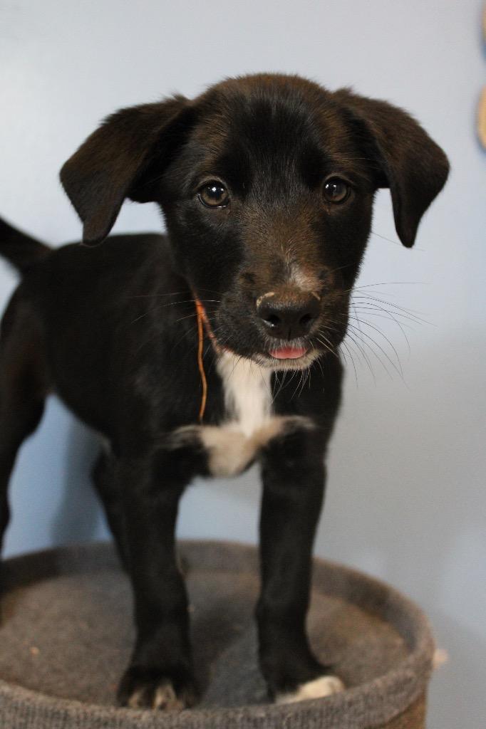 Butler Puppies Orange