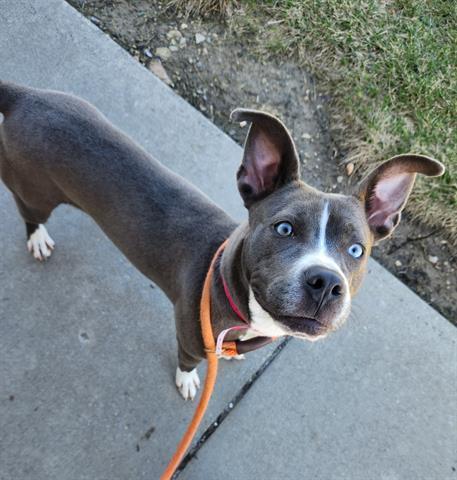 Goody Goody Gum Drops