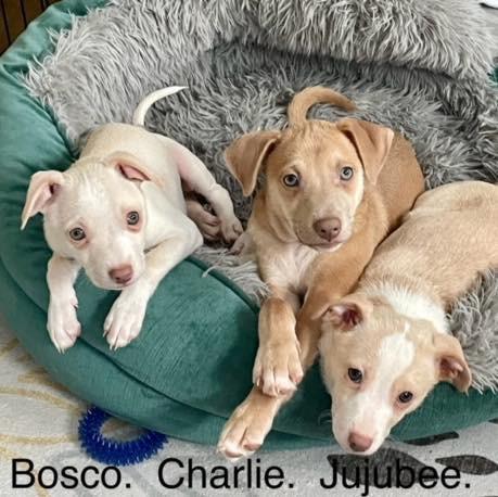 Bosco Charlie &