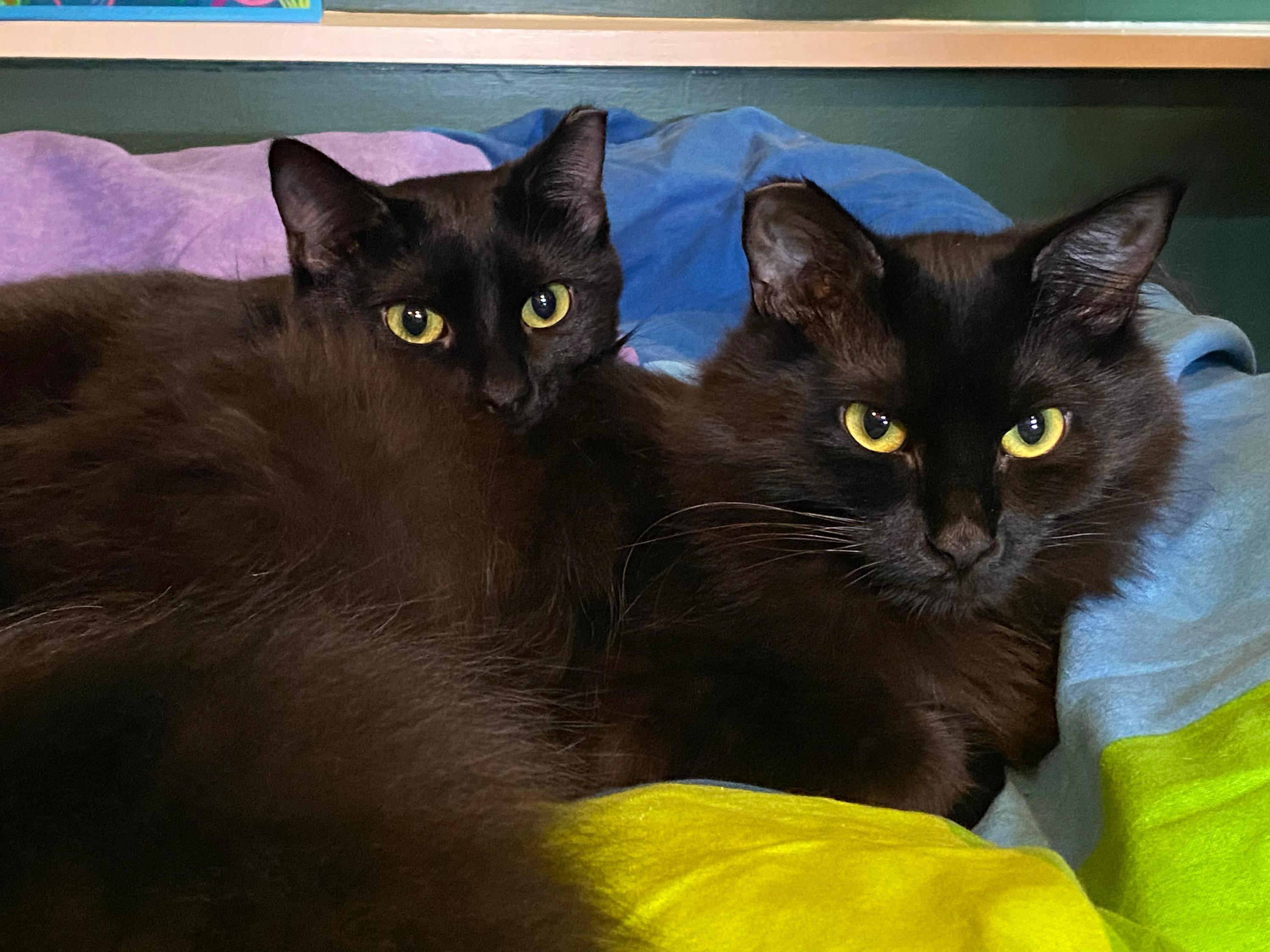 Broccolini And Florette