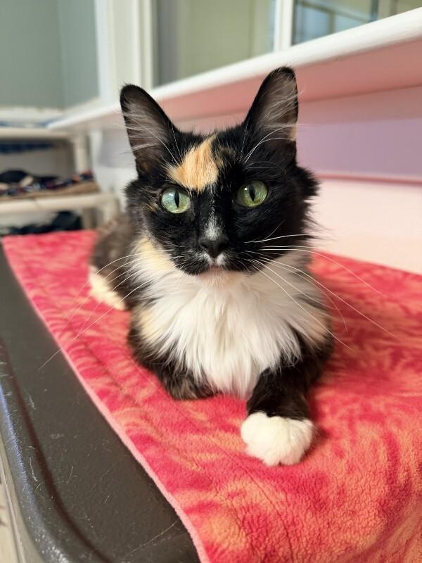 Sugar Cookie photo 1