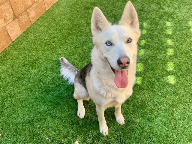 Urgent! Save Me Please!