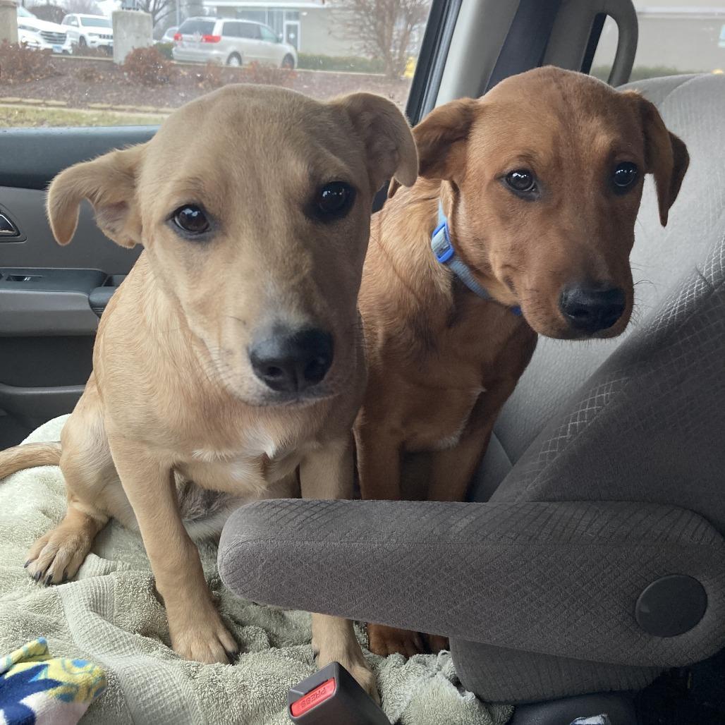 Colette Home To Home