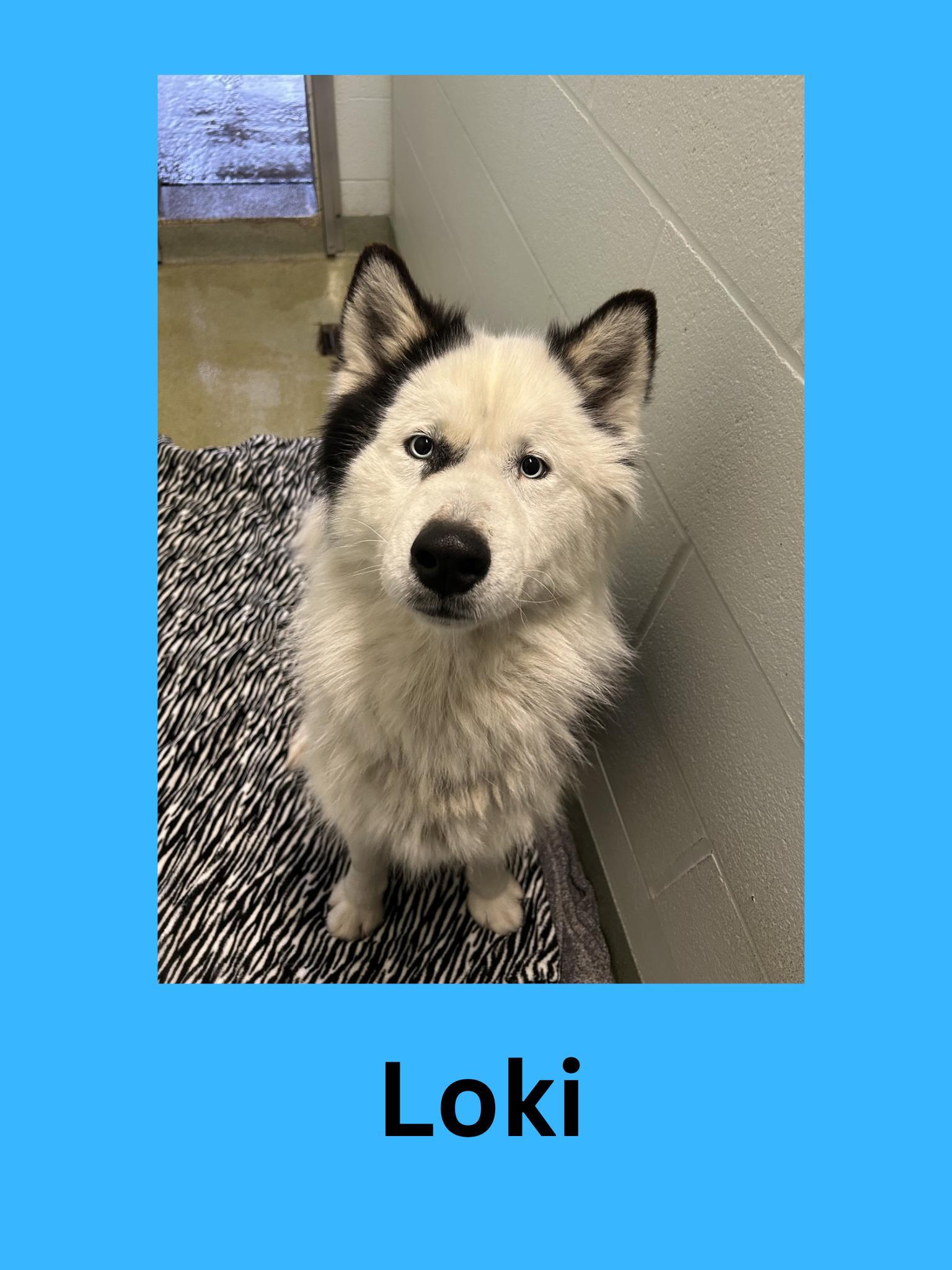 Loki