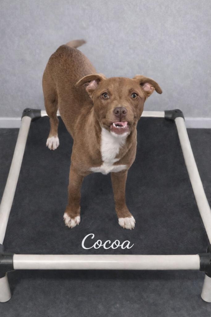 Cocoa