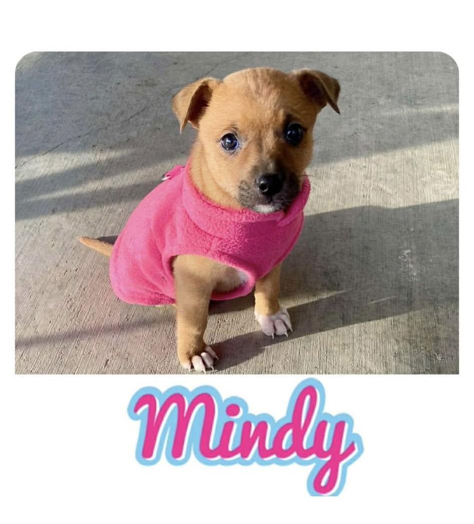 Mindy What A Cutie!