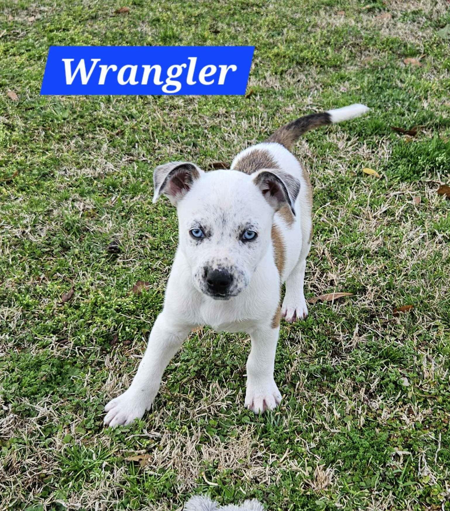 Wrangler — Blue Eyes