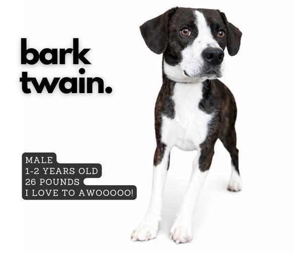Bark Twain