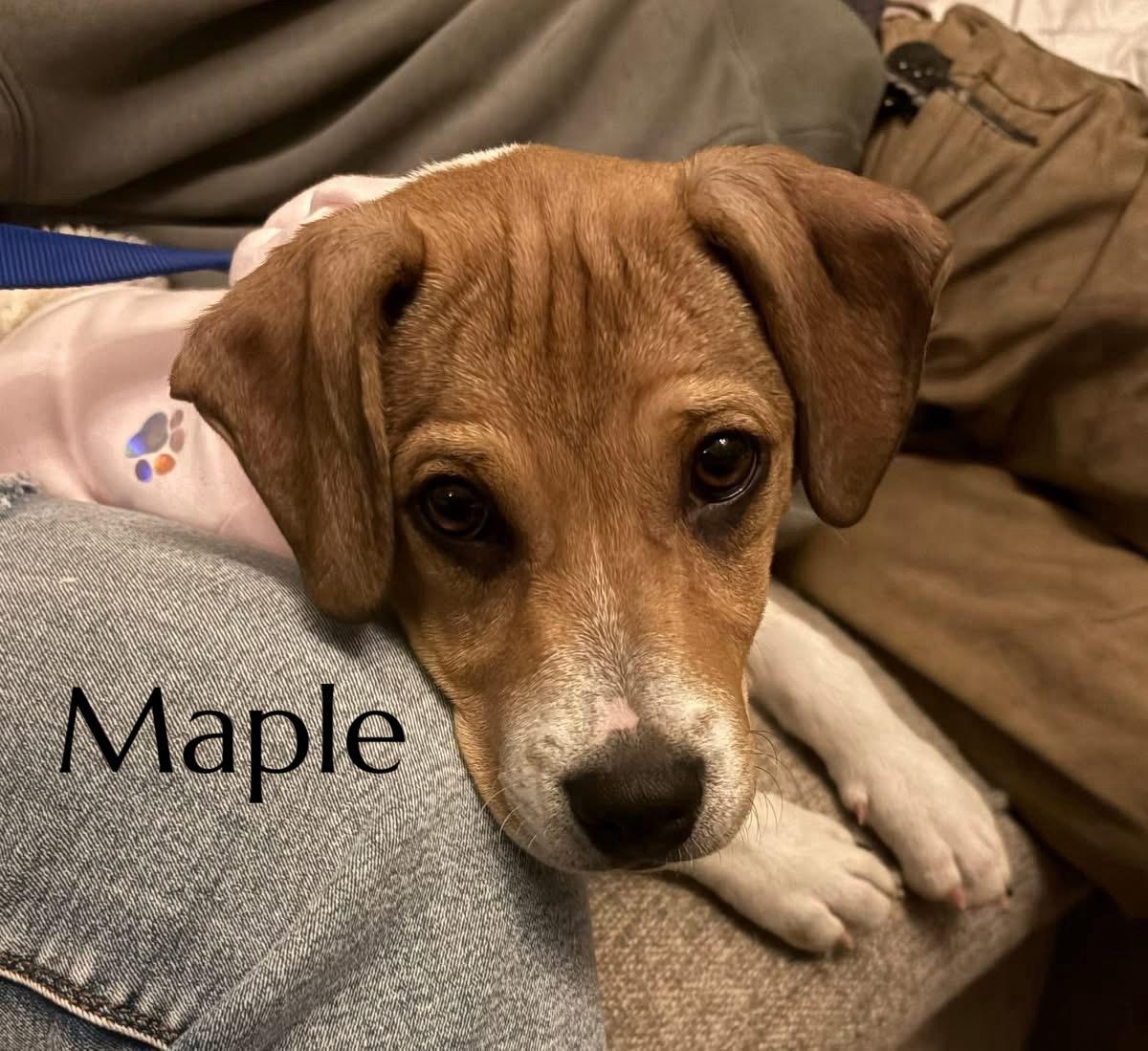 Maple