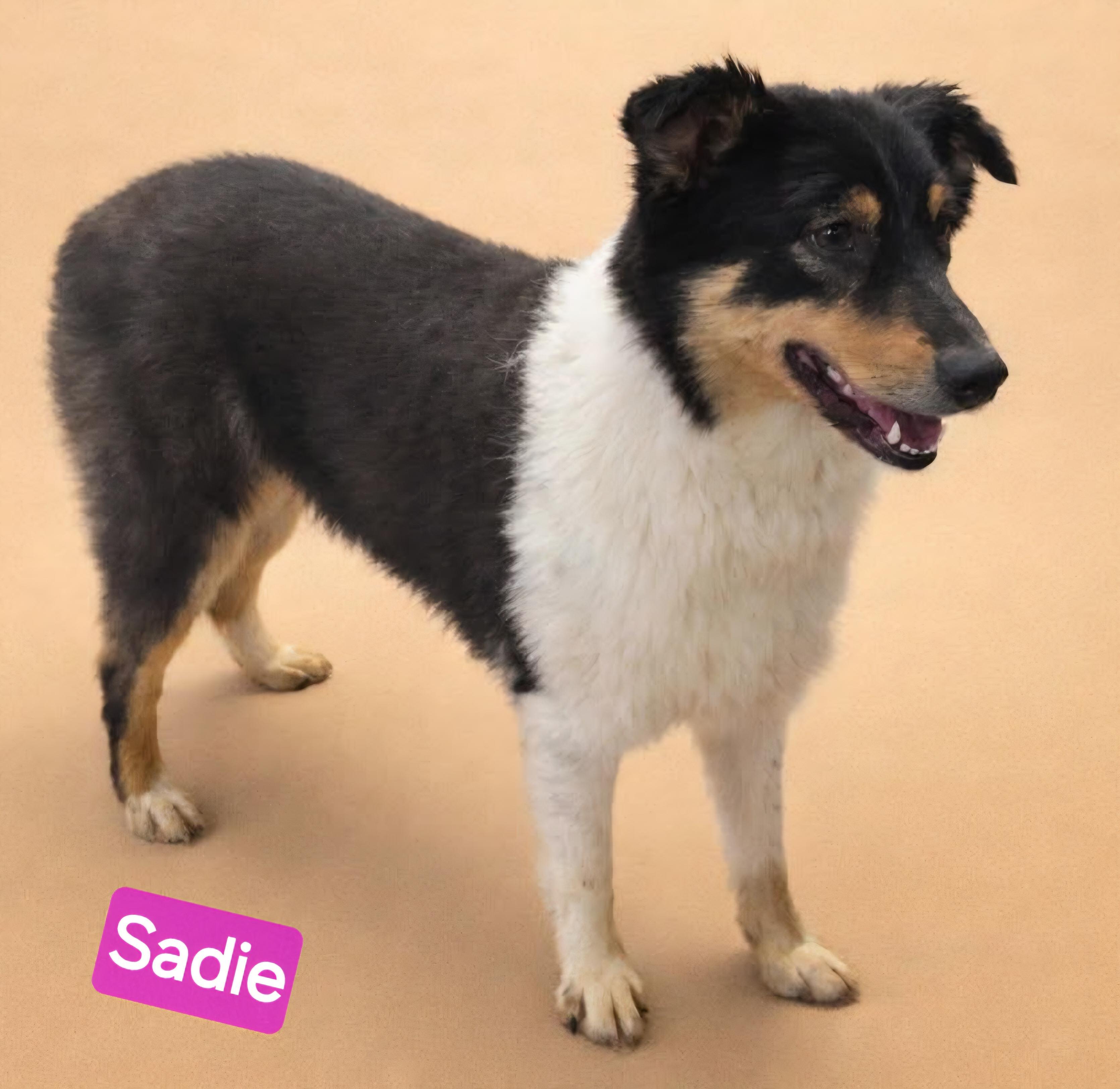 Sadie