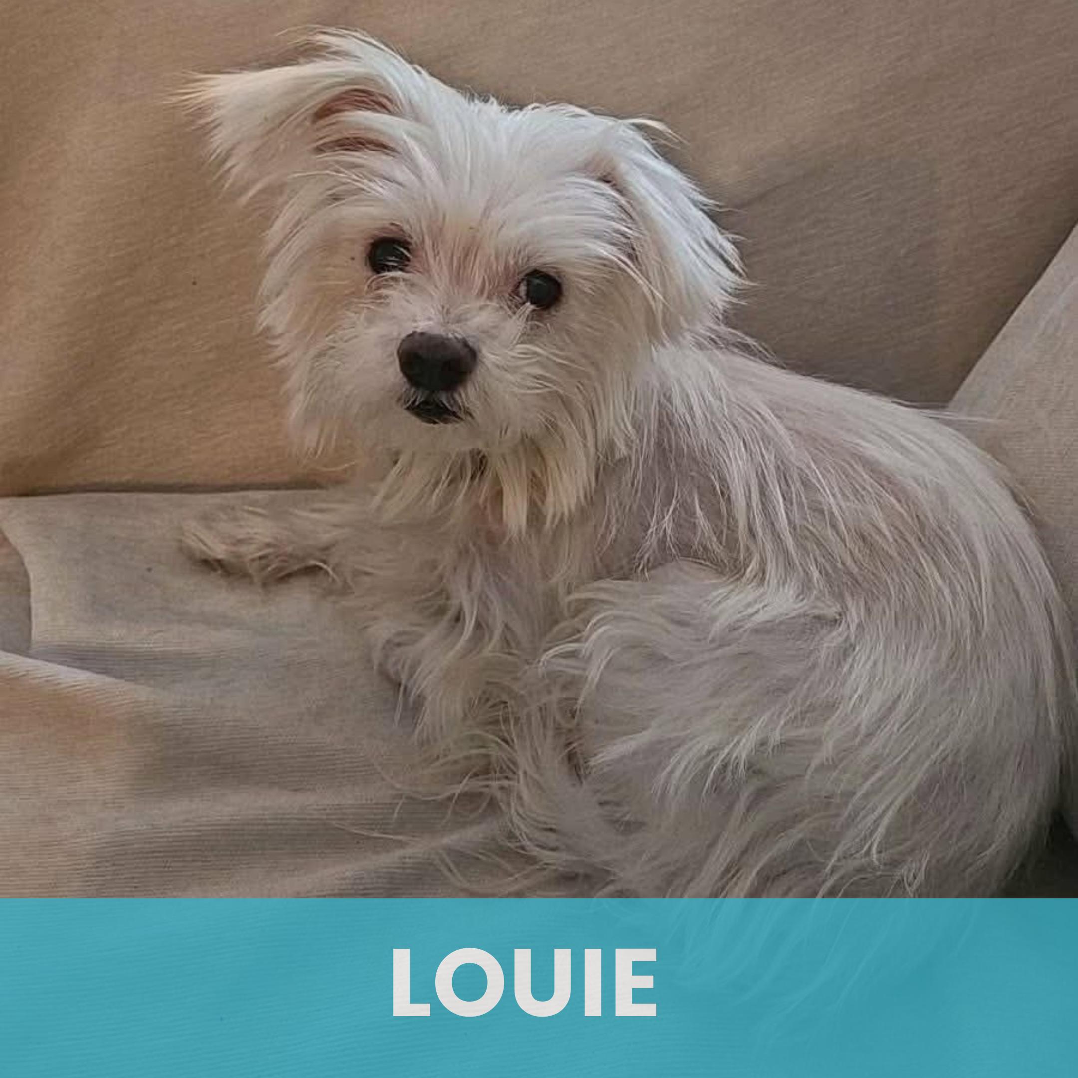 Louie