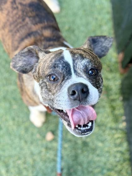 Iced Vanilla Berry Edition