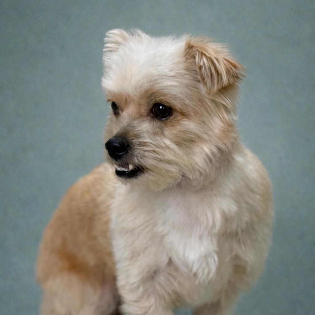 Shaggy: Cutest Underbite