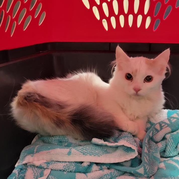 The Great Parmesan photo 1