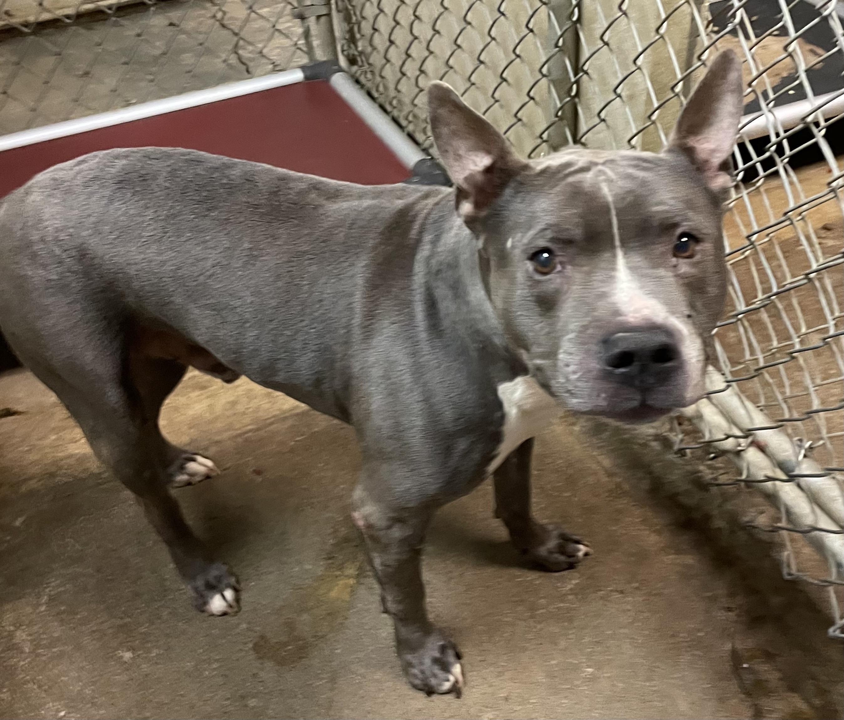 Stitch Owner Redeemed