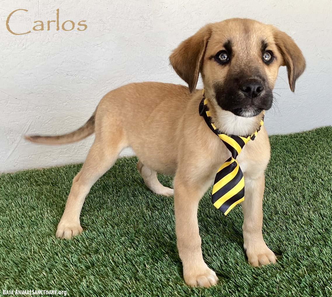Carlos