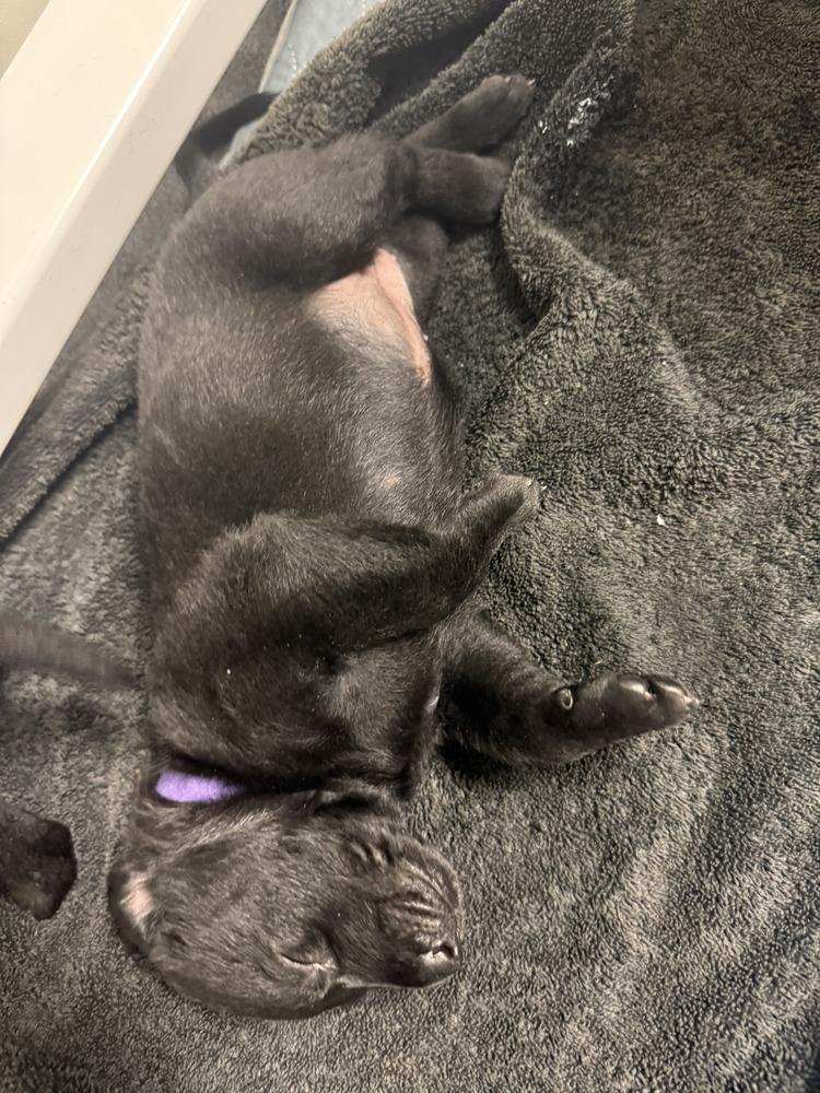 Lakeland Lookers Nyra